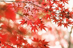 folhas de maple outono