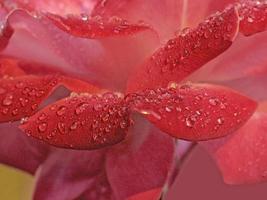 gotas de orvalho em uma flor de rosa durante o inverno foto