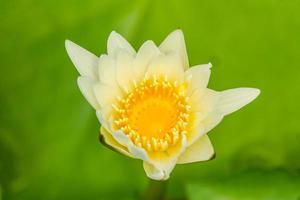 Flor de Lotus.