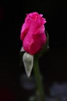 Flor rosa foto