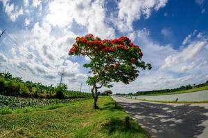 árvore de chama com flores vermelhas brilhantes e fundo de céu azul de vagens de sementes foto