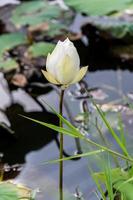 flor de lótus branca na lagoa