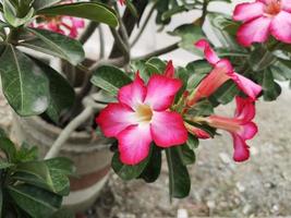 adenium ou bignonia florescendo no jardim foto