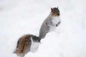 esquilo com neve no inverno foto