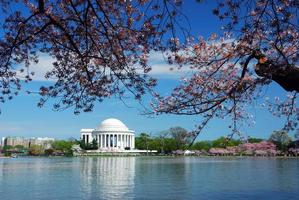 Washington DC flor de cerejeira foto