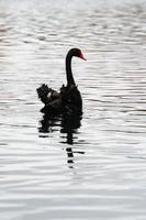 visão de cisne negro foto