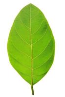 folha verde isolada no fundo branco foto