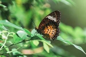 borboleta segurando galhos de árvores no jardim. foto