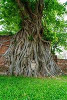 estátua de cabeça de buda com raízes de árvores bodhi presas em wat mahathat foto