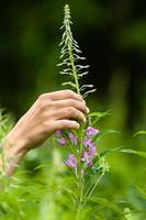 mão colhendo flores de salgueiro-erva (chá de ivan) foto
