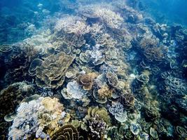 tiros de coral subaquáticos no recife de ningaloo foto