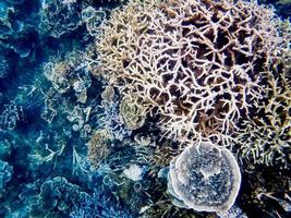 tiros de coral subaquáticos no recife de ningaloo foto