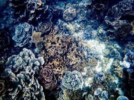 tiros de coral subaquáticos no recife de ningaloo foto