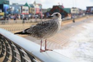 um close-up de uma gaivota de arenque em blackpool foto