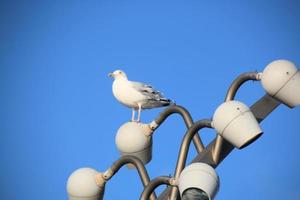 um close-up de uma gaivota de arenque em blackpool foto