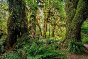 paisagem do parque nacional olímpico nos eua foto