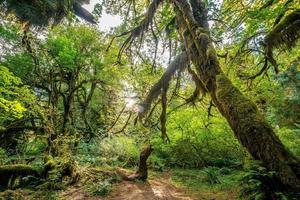 paisagem do parque nacional olímpico nos eua foto