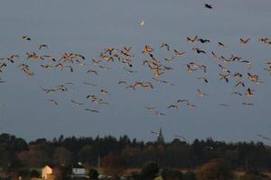 uma visão de alguns gansos em voo sobre a reserva natural de martin mera foto