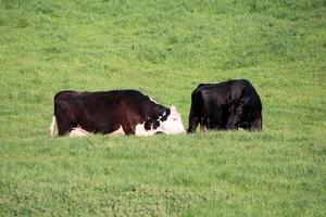 vacas em um campo perto de whitchurch foto