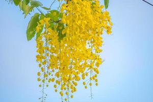 bela árvore de cássia, árvore de chuva dourada. flores de fístula de cássia amarela em uma árvore na primavera. fístula de cássia, conhecida como a árvore da chuva dourada, flor nacional da tailândia foto