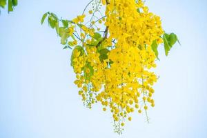 bela árvore de cássia, árvore de chuva dourada. flores de fístula de cássia amarela em uma árvore na primavera. fístula de cássia, conhecida como a árvore da chuva dourada, flor nacional da tailândia foto