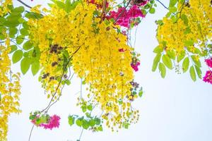 bela árvore de cássia, árvore de chuva dourada. flores de fístula de cássia amarela em uma árvore na primavera. fístula de cássia, conhecida como a árvore da chuva dourada, flor nacional da tailândia foto