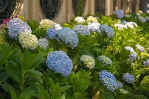 flores de hortênsia estão florescendo no jardim da lat. este é um lugar para visitar o jardim turístico ecológico atrai outro turismo para as terras altas do vietnã. conceito de natureza e viagens. foco seletivo. foto