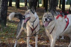 cães de trenó na floresta foto