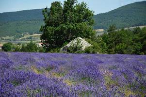 zoom em um campo de lavanda foto