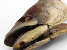 close-up de peixe