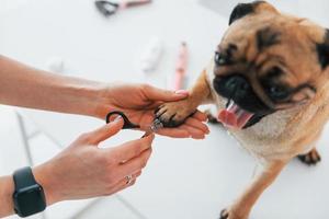 procedimento de cortar as unhas. pug está no salão de beleza com veterinário que está em roupas pretas foto