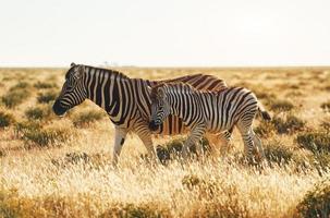 zebras na vida selvagem durante o dia foto