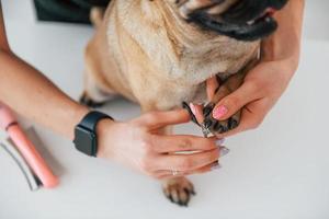 procedimento de cortar as unhas. pug está no salão de beleza com veterinário que está em roupas pretas foto