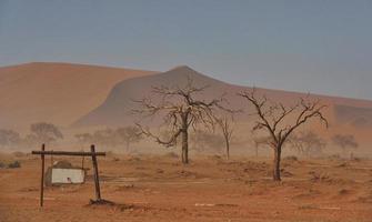 árvores que estão mortas está na areia. vista majestosa de paisagens incríveis no deserto africano foto