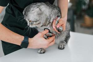 na mesa. gato scottish fold está no salão de beleza com veterinário feminino foto