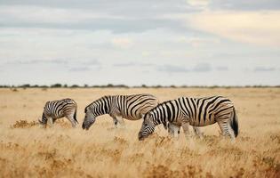 animais estão juntos. zebras na vida selvagem durante o dia foto