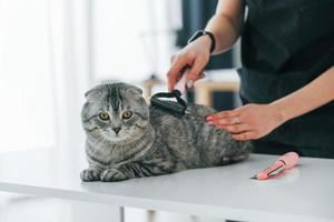 concepção de cuidado. gato scottish fold está no salão de beleza com veterinário feminino foto