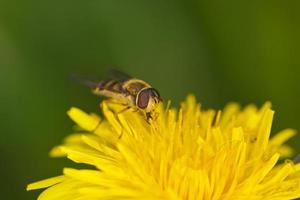 hoverfly close-up