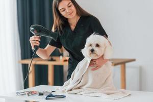 usando secador de ventilador. cachorrinho fofo está no estúdio de preparação foto