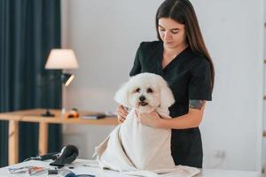 na mesa. cachorrinho fofo está no estúdio de preparação foto