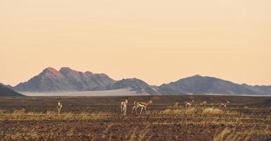 montanhas está longe na distância. vista majestosa de paisagens incríveis no deserto africano foto