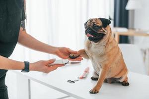 procedimento de cortar as unhas. pug está no salão de beleza com veterinário que está em roupas pretas foto