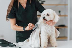 lindo animal de estimação. cachorrinho fofo está no estúdio de preparação foto