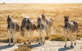 mamíferos está no campo. zebras na vida selvagem durante o dia foto