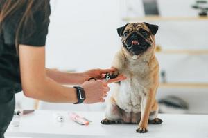 unhas sendo cortadas. pug está no salão de beleza com veterinário que está em roupas pretas foto