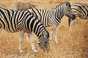 comendo e andando. zebras na vida selvagem durante o dia foto
