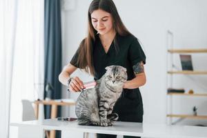 cuidado capilar. gato scottish fold está no salão de beleza com veterinário feminino foto