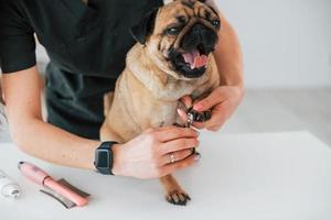 procedimento de cortar as unhas. pug está no salão de beleza com veterinário que está em roupas pretas foto