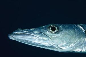barracuda close-up foto