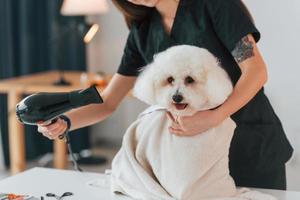 usando secador de ventilador. cachorrinho fofo está no estúdio de preparação foto